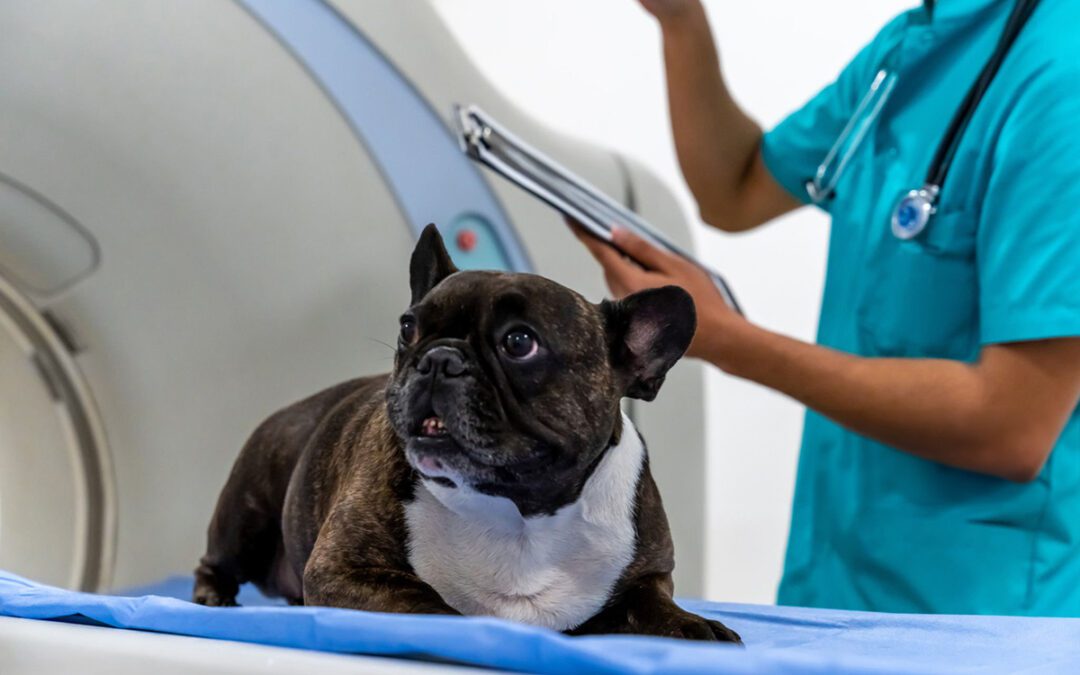 The Benefits of In-House Imaging for Veterinary Practices